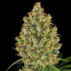 AK420 -   3 u. fem. White Label