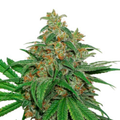 AK420 fem. Seedstockers