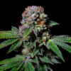 Aca-Dos Delight 3 u. fem - Exotic Line- Pure Instinto