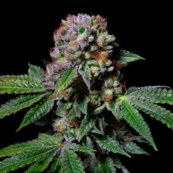 Aca-Dos Delight 3 u. fem - Exotic Line- Pure Instinto