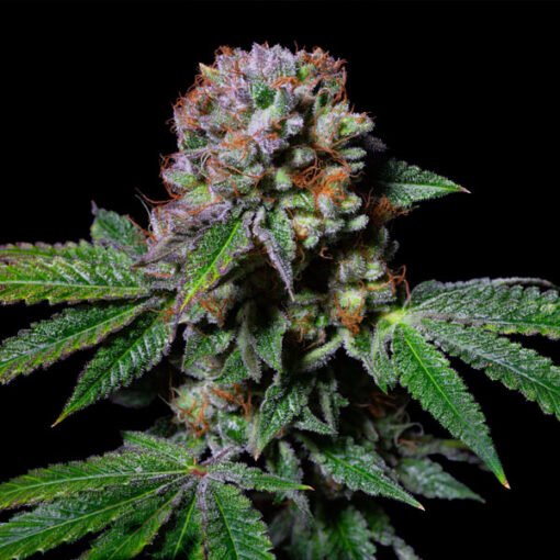 Aca-Dos Delight 3 u. fem - Exotic Line- Pure Instinto