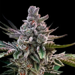 Acai Jelly  by Sherbinskis" fem. Silent Seeds"