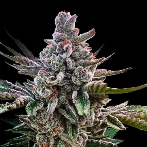 Acai Jelly  by Sherbinskis" fem. Silent Seeds"