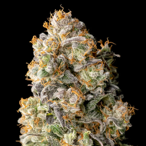 Acai Mintz fem. Advanced Seeds