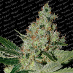 Acid fem. Paradise Seeds