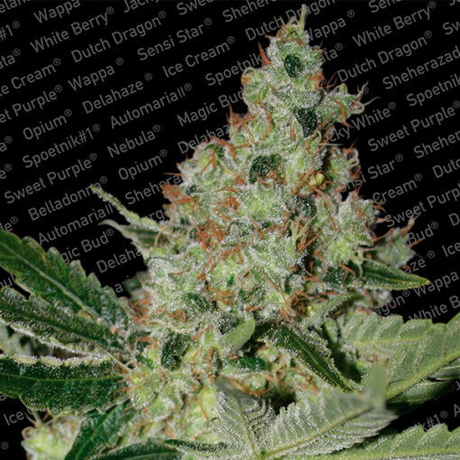 Acid fem. Paradise Seeds