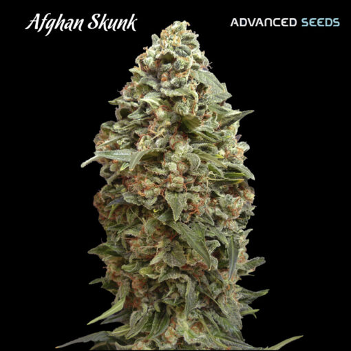 Afghan Skunk fem. Advanced Seeds