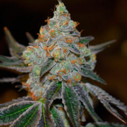 Afghan Skunk. Expert Seeds