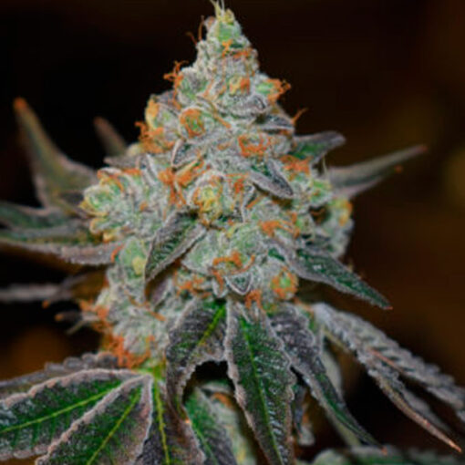 Afghan Skunk. Expert Seeds
