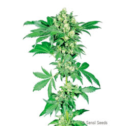 Afghani #1 fem. Sensi Seeds