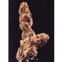 Afghani Special  5 u. reg. KC Brains
