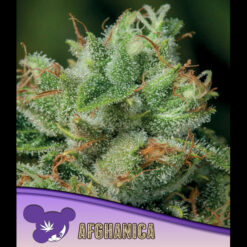 Afghanica fem Anesia