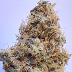 African Gas  5 u. fem. Ace Seeds