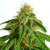 Afrodite fem. Kannabia Seeds