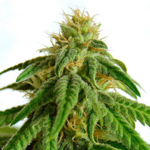 Afrodite fem. Kannabia Seeds