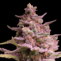 Ak-Terma 5 u. Reg Advanced Seeds Limited Edition