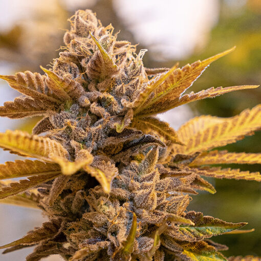 Alien Candy Kush Fast High Speed Buds