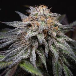 Alien Cookies Fast Version 1 u. fem. Positronics Seeds