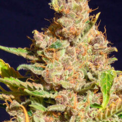 Alien Gorilla fem. Original Sensible