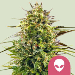 Alien OG fem. Royal Queen