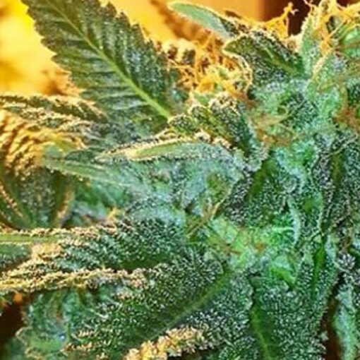 Alien OG 10 u. Reg. The Cali Connection