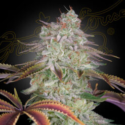 AlienZ fem. Green House