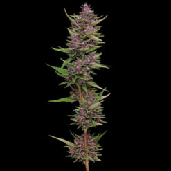 All Gas OG 5 u. fem Humbold Seeds Company