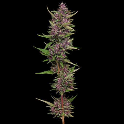 All Gas OG 5 u. fem Humbold Seeds Company