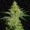 Allkush fem. Paradise Seeds