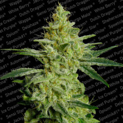 Allkush fem. Paradise Seeds
