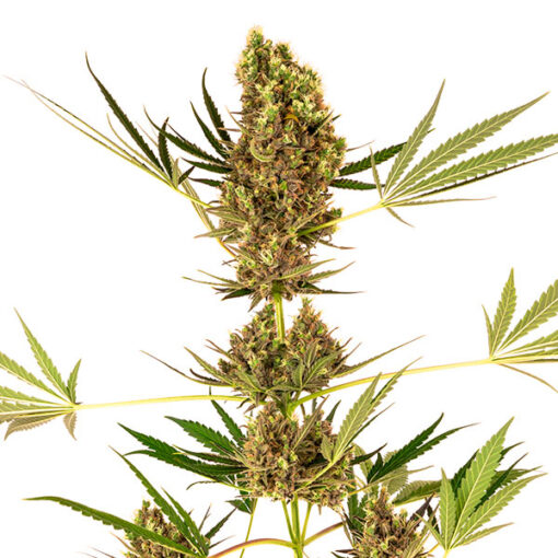 Alpine Delight CBD fem. Sensi Seeds