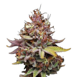 Amaretto Tarmac fem. Seedstockers Superior