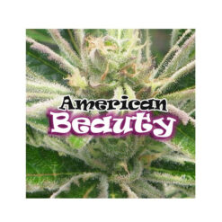 American Beauty fem. Dr Underground