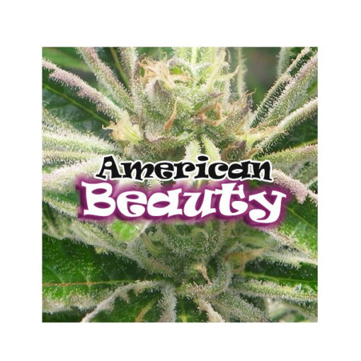 American Beauty fem. Dr Underground