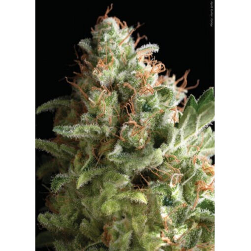 American Pie fem. Pyramid Seeds