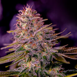 American Purple fem. Positronics Seeds
