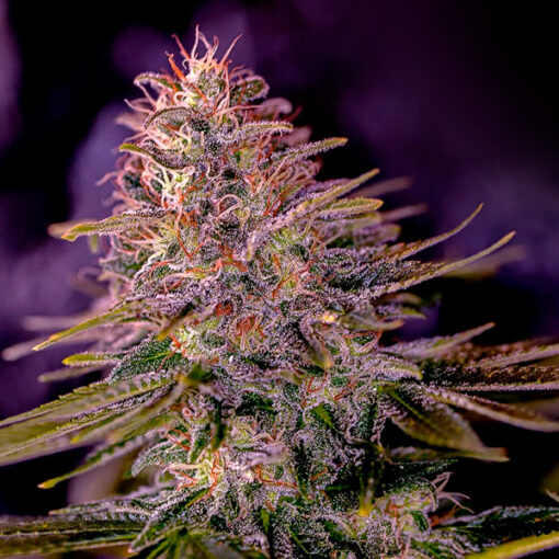 American Purple fem. Positronics Seeds