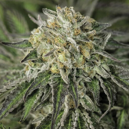 Amherst Sour Diesel 10 ud Humboldt Seed Organization