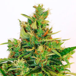 Amnesi - K Lemon fem. Kannabia Seeds