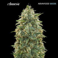 Amnesia fem. Advanced Seeds