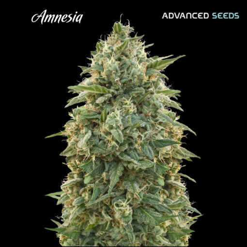 Amnesia fem. Advanced Seeds