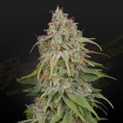 Amnesia fem. Green House