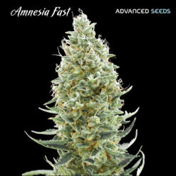 Amnesia Fast fem. Advanced Seeds