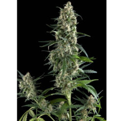 Amnesia Gold fem. Pyramid Seeds