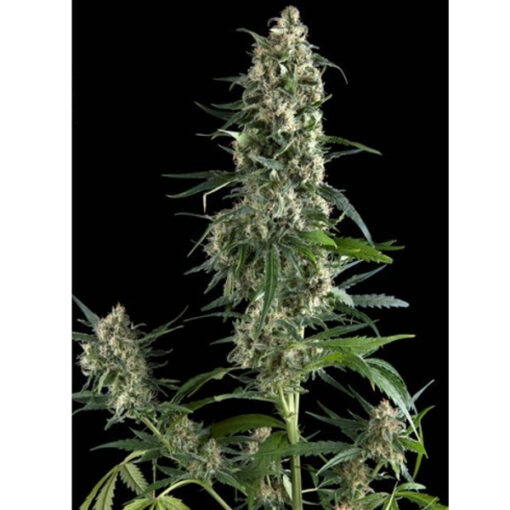 Amnesia Gold fem. Pyramid Seeds