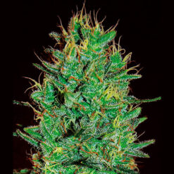 Amnesia Haze. Expert Seeds