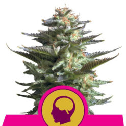 Amnesia Haze fem. Royal Queen