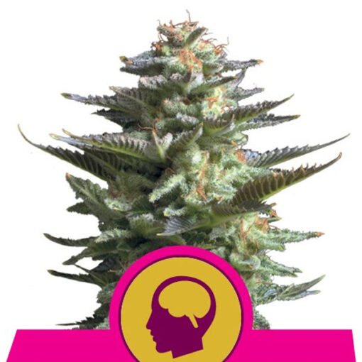 Amnesia Haze fem. Royal Queen