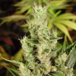 Amnesia Haze fem. Soma Seeds