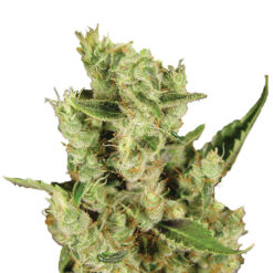 Amnesia Haze fem. Nirvana